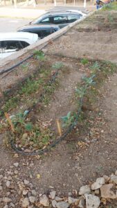 Proyecto de huerto años anteriores